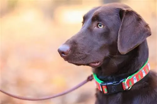 2023'teki En İyi 9 Martingale Köpek Tasması – İncelemeler & En Çok Talep