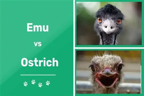 Emu vs Strutsi: Erot (kuvien kanssa)