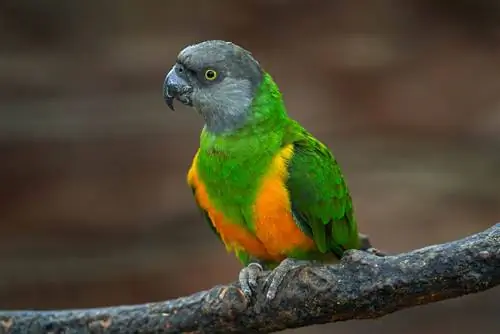 Senegal Parrot: dejstva, prehrana, nega & Osebnost (s slikami)