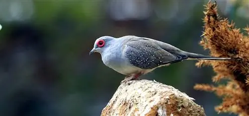 Diamond Dove: Fakty, Osobowość, Dieta, & Opieka (ze zdjęciami)