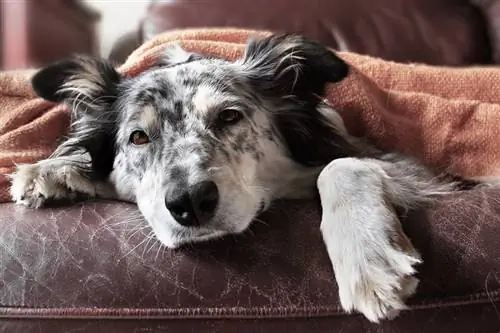 Vízmérgezés kutyáknál: Állatorvos által felülvizsgált jelek & Kezelések