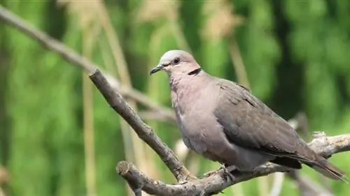 Ring-Necked Dove: Personality, Facts, Diet & Care (with Pictures)