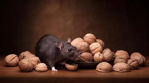Ar žiurkės gali valgyti graikinius riešutus? Ką tu turi žinoti