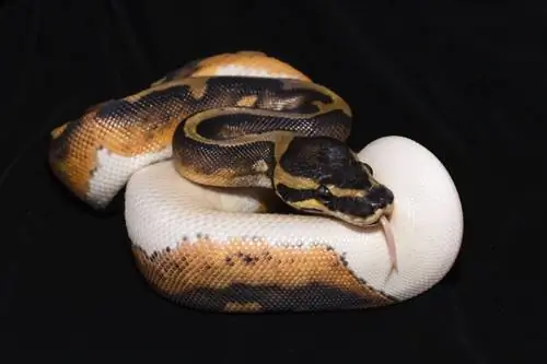 12 legritkább Ball Python Morph (képekkel)