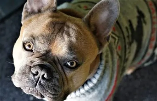 Tycker hundar om att bära kläder? Veterinär granskade fakta & FAQ