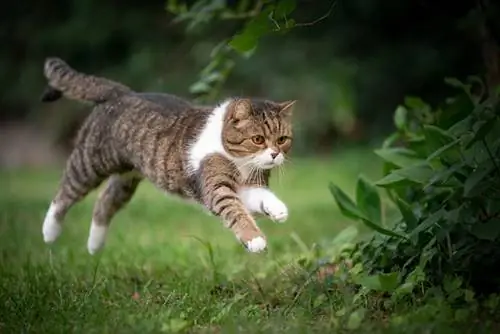 Kaip neleisti katei lauke pabėgti (5 patarimai)