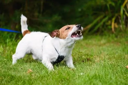 Comment empêcher un chien d'aboyer sur d'autres chiens : 5 conseils approuvés par les vétérinaires