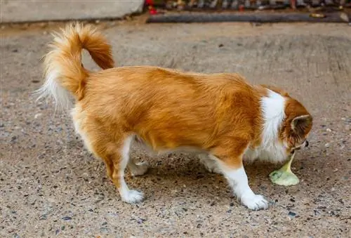 Zakaj je moj pes bruhal rumen žolč? 8 razlogov, ki jih je pregledal veterinar