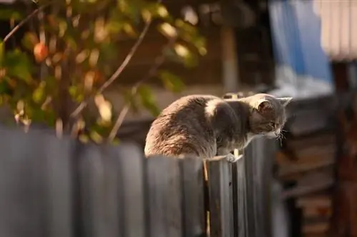 Hvordan holde katter ute av hagen din: 5 velprøvde måter