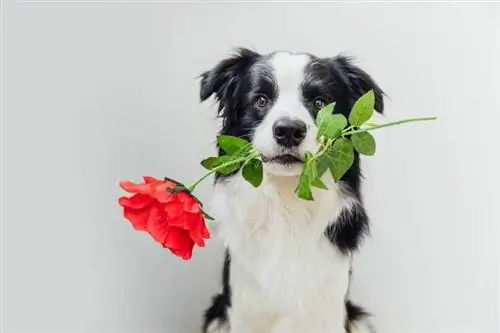Mein Hund hat eine Rose gefressen, was soll ich tun? Vom Tierarzt überprüfte Fakten, Komplikationen & FAQ