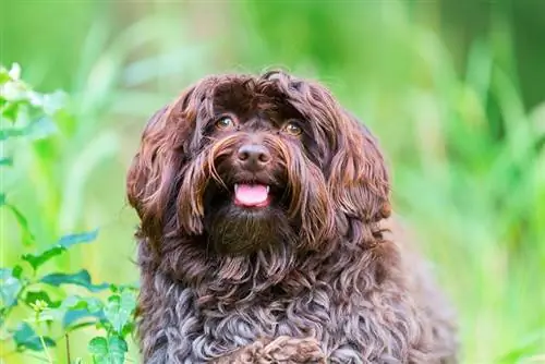 Chocolate Havanese: Qhov Tseeb, Keeb Kwm & Keeb Kwm (nrog duab)