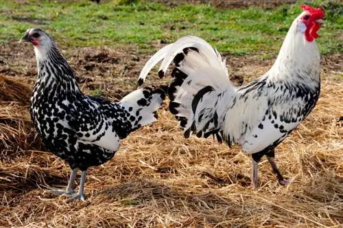 Hamburška kokoš: Informacije o pasmini, činjenice, upotreba & Karakteristike (sa slikama)