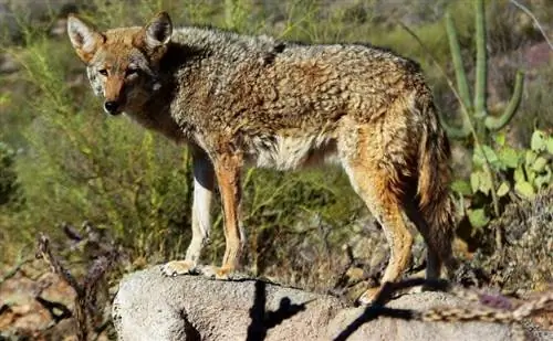 Maak Coyotes goeie troeteldiere? Kan hulle makgemaak word? Wettigheid & Meer