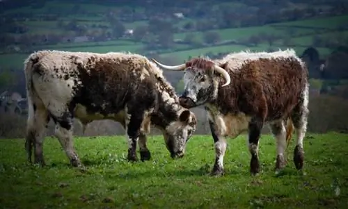 Boví anglès Longhorn: fets, usos, orígens & Característiques (amb imatges)