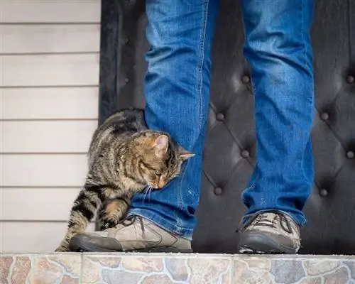 9 izplatītas pazīmes, ka jūsu kaķis jūs aizsargā: veterinārārsta apstiprināta rokasgrāmata