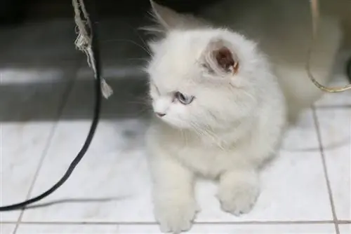Jak zajistit dráty a šňůry proti kočkám: 6 tipů schválených veterinářem