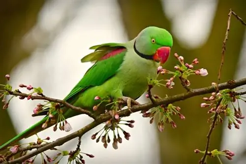 African Ring-Necked Parakeet: Facts, Diet, Care & Picha
