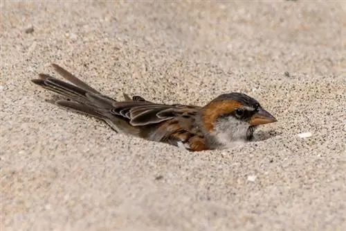 ¿Por qué las aves toman baños de polvo? Guía aprobada por veterinarios sobre el comportamiento aviar