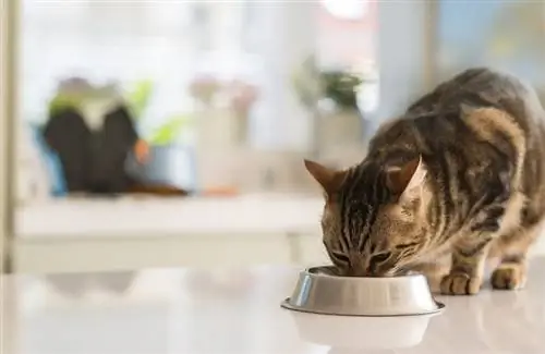 Kā barot badā izsalkušu kaķi, lai atkal kļūtu vesels
