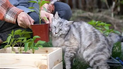 Kako zaščititi rastline pred mačkami: 7 nasvetov, ki jih je odobril veterinar