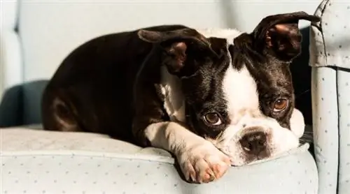 16 psov, nagnjenih k češnjevemu očesu: Dejstva, ki jih je pregledal veterinar