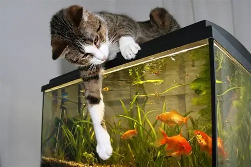 Kako zaštititi akvarijum od mačke: 8 savjeta odobrenih od strane veterinara & Trikovi