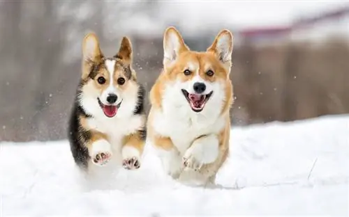 Dlaczego psy kochają śnieg? 3 weterynarze zrecenzowali powody & Wskazówki dotyczące pielęgnacji
