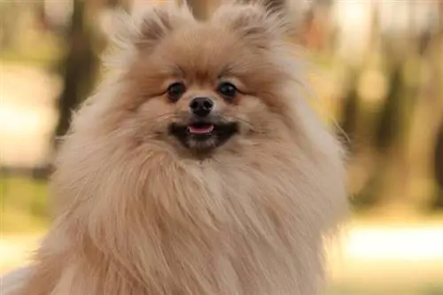 Teddy Bear Pomeranian: Facts, Origin & History (with Pictures)