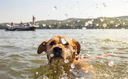 Consejos de seguridad para perros durante el verano: 7 situaciones en las que tener cuidado