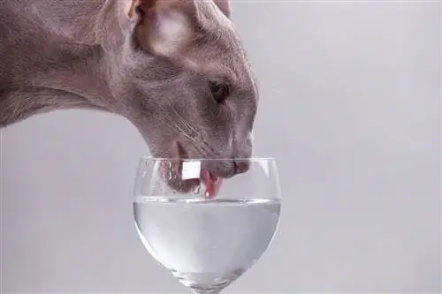 למה החתול שלי שותה מכוס המים שלי? 7 סיבות אפשריות