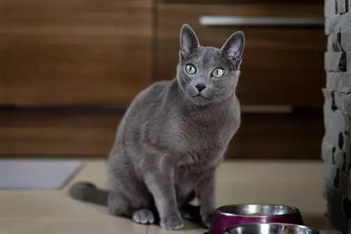 Zgodovina ruskih modrih mačk: izvor & Pojasnjeno poreklo