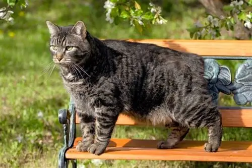 Mankso katės istorija: kilmė & Protėviai paaiškinti