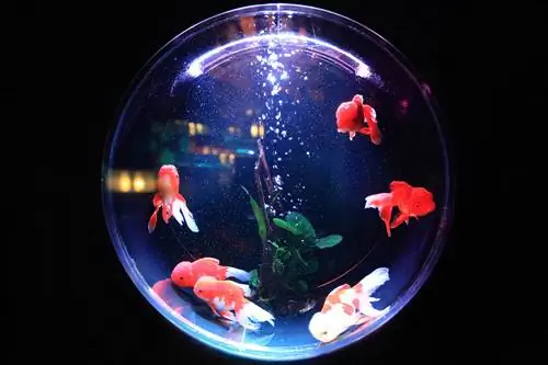 8 лучших самоочищающихся аквариумов для золотых рыбок в 2023 году – отзывы & Руководство покупателя