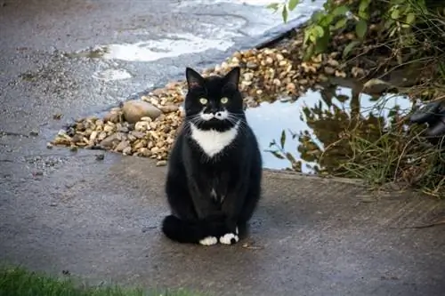 Geschichte der Tuxedo-Katzen: Ursprünge & Abstammung erklärt