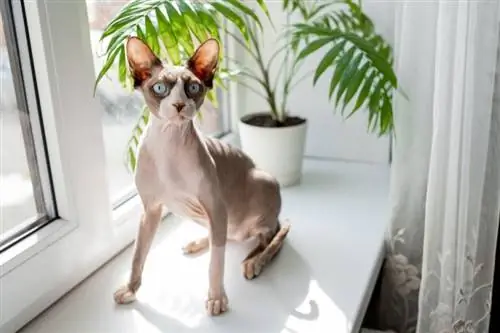 Zdravstveni problemi mačke sfinksa: 5 zabrinutosti koje su pregledali veterinari & Savjeti za njegu