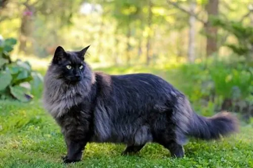 Zdravstveni problemi norveške šumske mačke: 6 uobičajenih problema