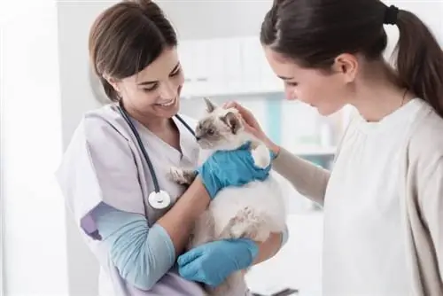 Siamesiska kattens hälsoproblem: 8 veterinärer granskade bekymmer & Skötseltips
