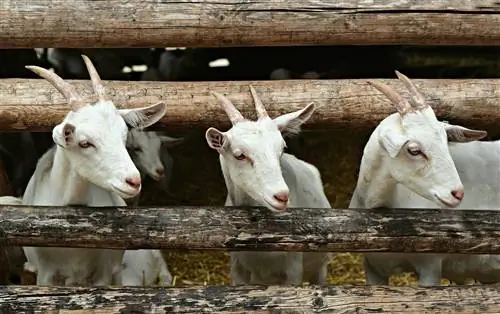 18 najboljih pasmina koza za proizvodnju mesa (sa slikama)