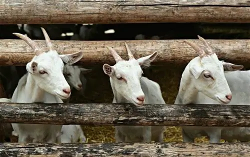 18 Baka Kambing Terbaik untuk Pengeluaran Daging (Dengan Gambar)