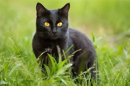 Melno kaķu vēsture – kultūras fenomens, izcelsme & Mīti