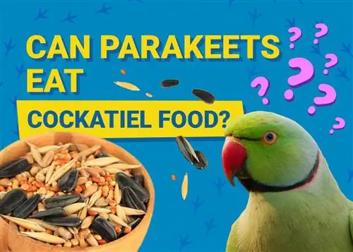 Vai papagaiļi var ēst kokteiļu ēdienu? Kas jums jāzina