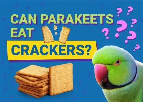 Vai papagaiļi var ēst krekerus? Kas jums jāzina
