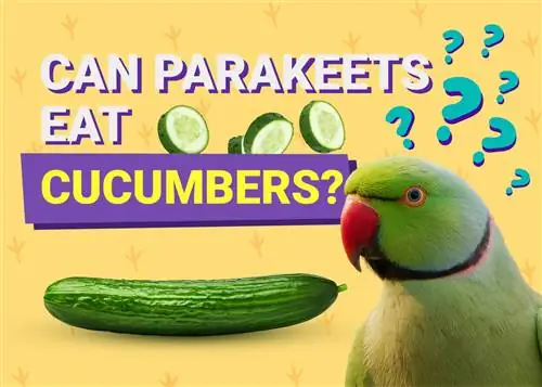 Μπορούν οι Parakeets να φάνε αγγούρια; Όλα όσα θέλετε να μάθετε