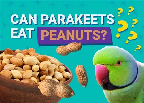 Kas papagoid saavad maapähkleid süüa? Mida peate teadma