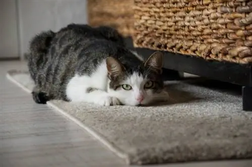 Kaip apsaugoti kilimą nuo kačių įbrėžimų: 5 ekspertų patarimai