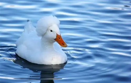 Čupava patka: informacije o pasmini, slike, osobine & Vodič za njegu