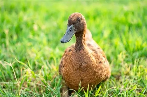 Khaki Campbell Duck: Impormasyon ng Lahi, Mga Larawan, Mga Katangian & Gabay sa Pangangalaga