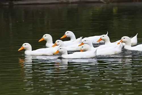 German Pekin Duck: Mga Larawan, Impormasyon, Mga Katangian & Gabay sa Pangangalaga
