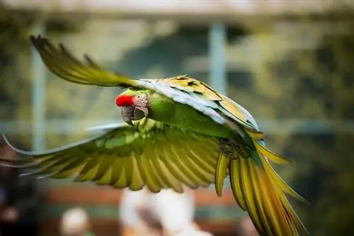 Aina 14 za Pet Macaws: Aina & Rangi (Pamoja na Picha)