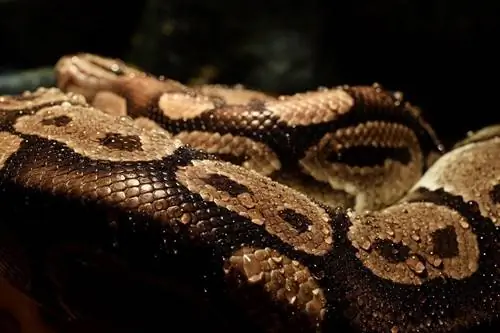 50 de tipuri de Ball Python Morphs & Culori (cu imagini)